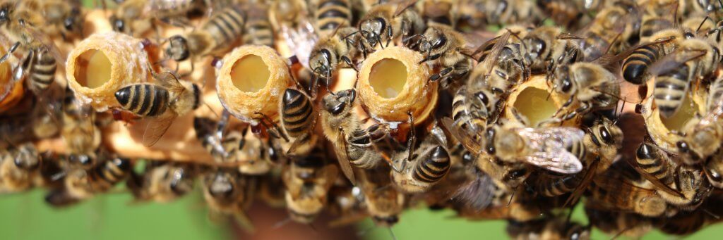 Queen Rearing Methods and Equipment | Beekeeping Learning ...